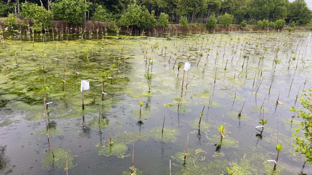 10 Kilogram Bibit Kepiting Dilepasliarkan di Mangrove Park Lampulo