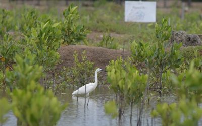 Burung Bangau / Kuntul