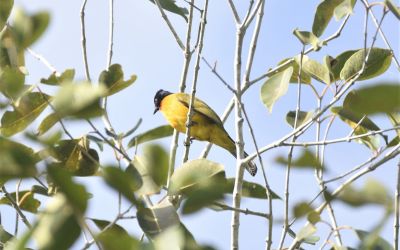 Burung Cucak Kuricang