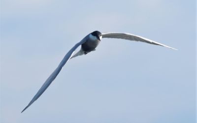 Burung Dara Laut Arktik