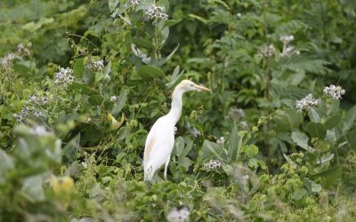 Burung Kuntul Kerbau