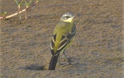 Burung Kutilang Kuning Barat