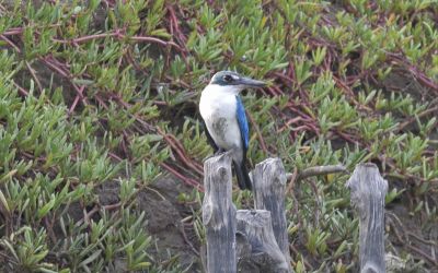 Burung Cekakak Sungai / Cekakak Belukar