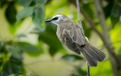 Burung Merbah Cerucuk