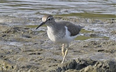 Burung Trinil Pantai
