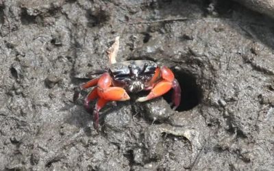 Kepiting Biola Merah Mangrove