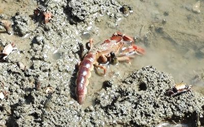 Lobster Lumpur / Lobster Bakau