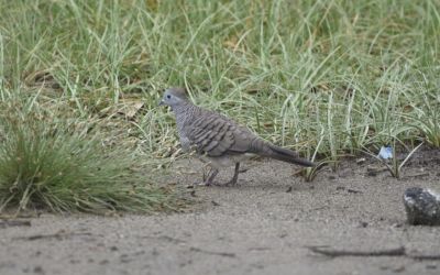 Burung Merpati Zebra / Merpati Tanah Berpalang
