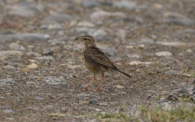 Burung Pipit Paruh Panjang / Pipit Sawah