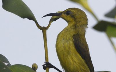 Burung Madu Sriganti / Burung Madu Taman
