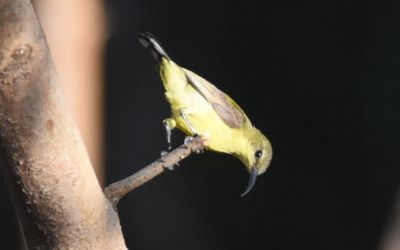 Burung Madu Punggung Zaitun
