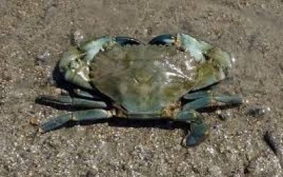 Kepiting Bakau