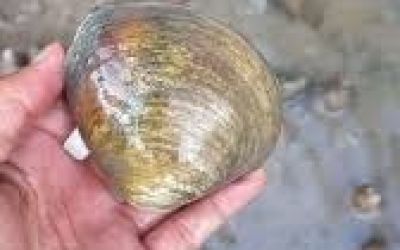 Kerang Totok