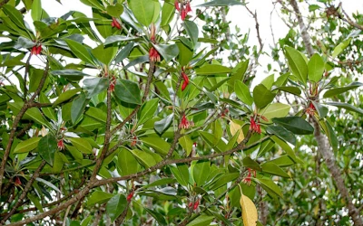 Bruguiera gymnorrhiza